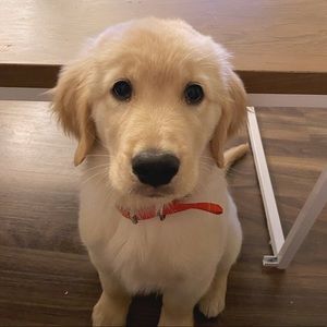 Meet your Posher, Doris